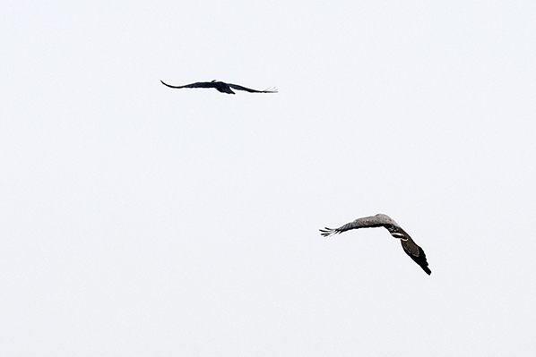 African Harrier Hawk and Pied Crow